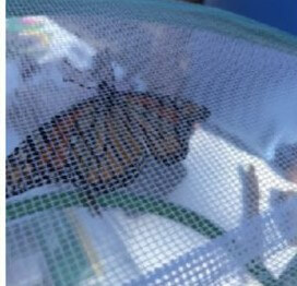 A picture containing sitting, person, table, holding Description automatically generated